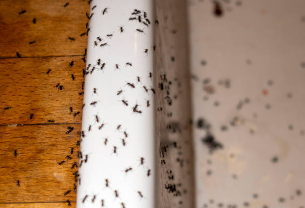 Best Affordable Pest Control Services  in Iselin, NJ