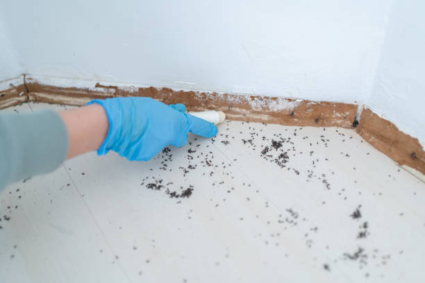 Insect Control in Iselin, NJ
